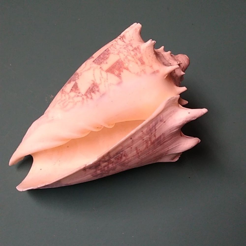 Decorative Seashell with Intricate Patterns - Picture 2 of 6